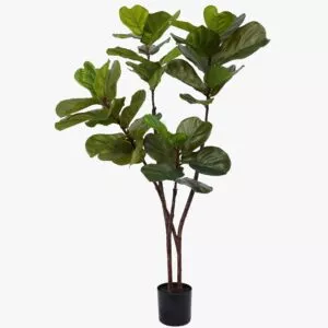 210109 Ficus Tobacco 150cm (1)