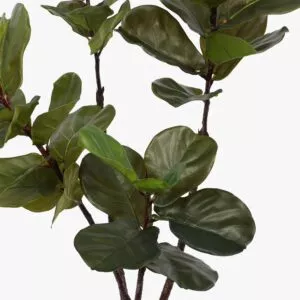 210109 Ficus Tobacco 150cm (3)